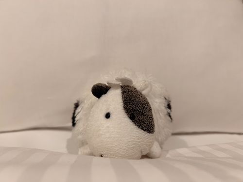 みんなちゃん お久しぶりモ
もーたろ さいしどう モ🍀