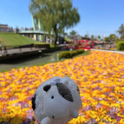 ごーるでんうぃ〜く た〜くさんのおはな みたんだモ 🌼