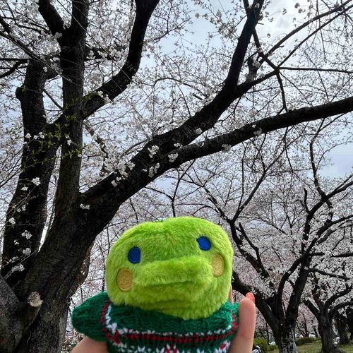 きょうはおはなみをしただっち♪