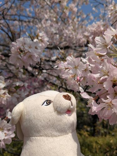 はるダナ