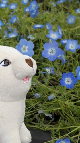 チッコイ花ヲ見ニ行ッタ