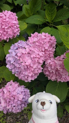 あじさいト俺