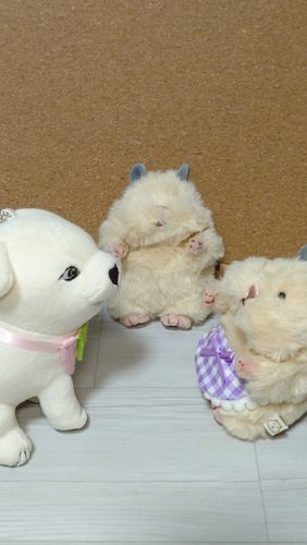 犬、これね、影武者
「ナンテ？？？？」