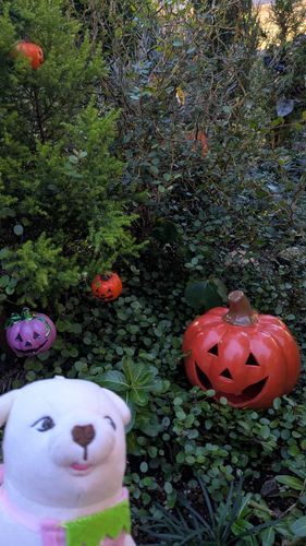 ちょっと早いけどハロウィン