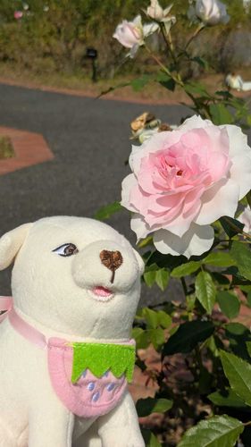 犬と薔薇