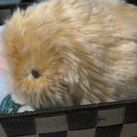 ミエル