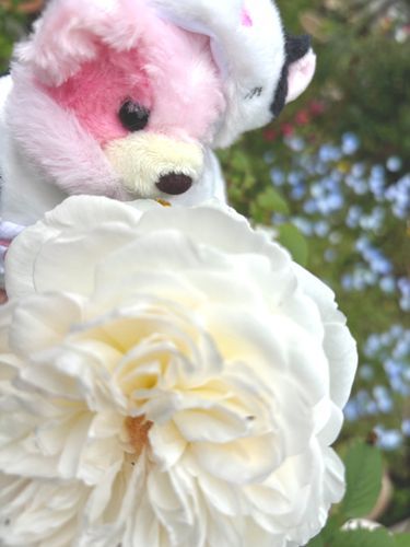 薔薇🌹