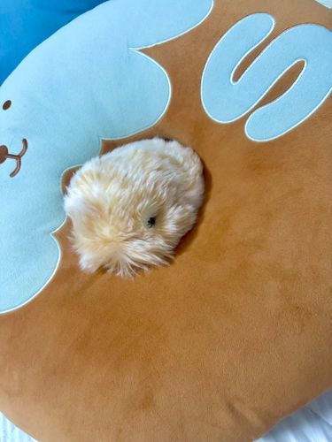 おはようございます、ミエルはまだ夢の中( ˘ω˘ )