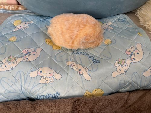 寝てる間にシャンプー終わったみゅ、ボサボサがマシになったみゅ？
昨日の投稿と比べてみてみゅ