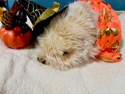 とりっくおあとり～と


って何？ 