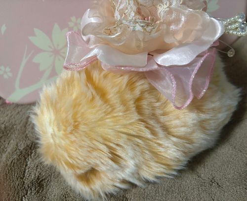 たまにはオシャレしないとって、主が買ってくれたみゅ
