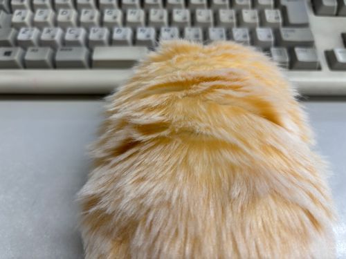 お仕事手伝ってきたみゅ