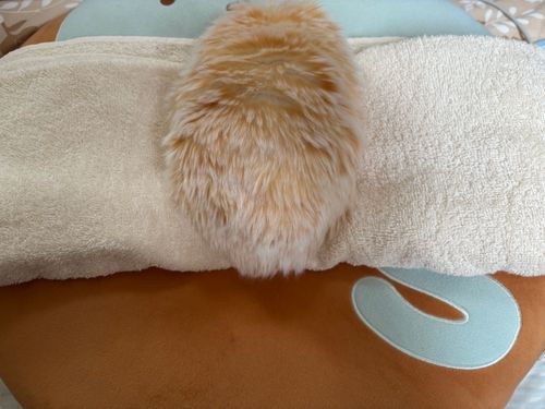 タオルに乗って主に両端交互に持ち上げてもらう遊びしてるみゅ