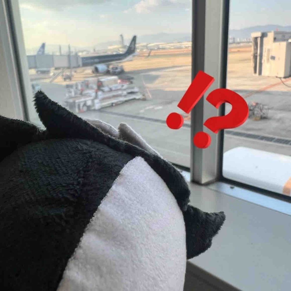 じゃーん！こちらはどちらでしょう？こたえはくうこうです！

ン！せっそうとおなじいろのひこーきもありまする！

うまれてはじめてのひこーきにわたくしちゃんワクワクがとまりません！いったいどこへいくのでしょう？