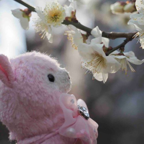 春がきたぞ〜
つつじちゃんは春がお似合いだね