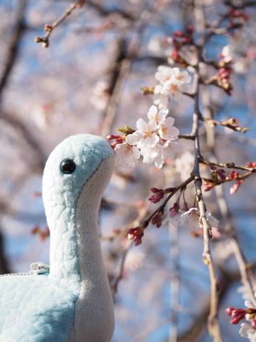 ねもちゃんと桜！
