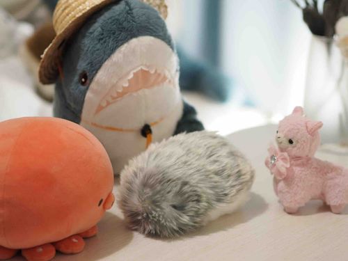 みんなひさしぶりー！
おうちに新しいお友達が来たよ！！

モフリンのぽみちゃん！