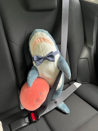かいぬしが車に乗れるようになったらしいからぼくたちも乗ってきた！