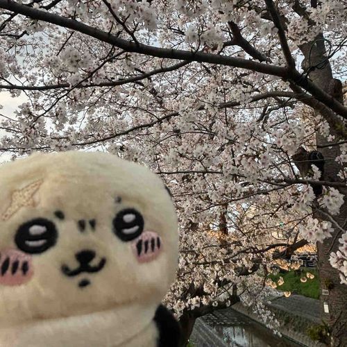 春だぞ🌸