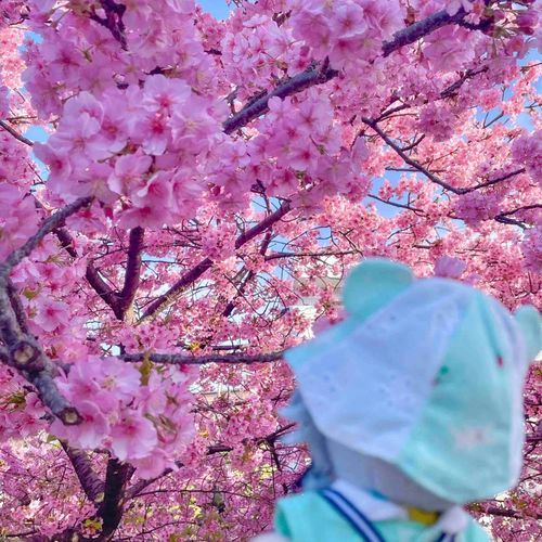 げぼくのやつはなばっかみてやがる