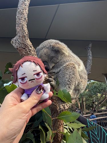 ちょぴはオーストラリアでコアラに会った🩸🐨