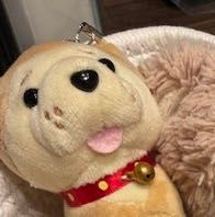 秋田犬(仮名)