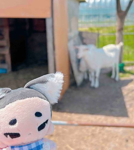 めぇ　いた