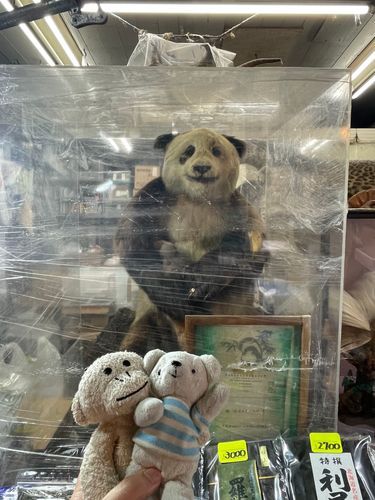 上野にいなくなったパンダが築地に出没🐻‍❄️🙈