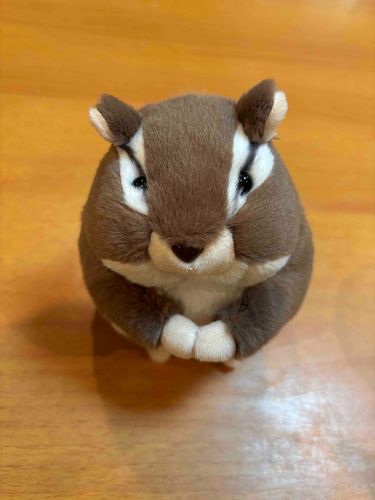 ぼくは持ち主に似ているらしいよ〜
しんきんかんってだいじだね💓