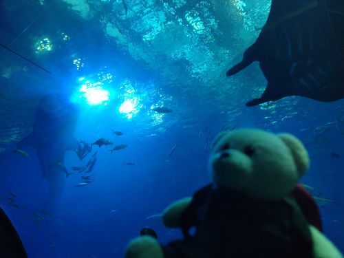 美ら海水族館はジンベエさんがゆっくり泳いでて格好良かったの✨

いつかボクも泳いでみたいなぁ🐻💭