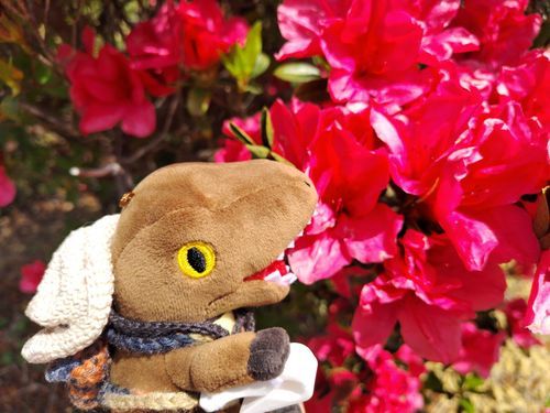 濃い色のツツジ、綺麗デシタ🦖