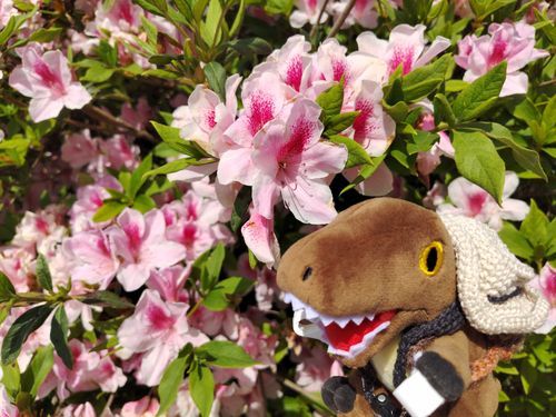 ピンクのツツジも綺麗デシタ🦖