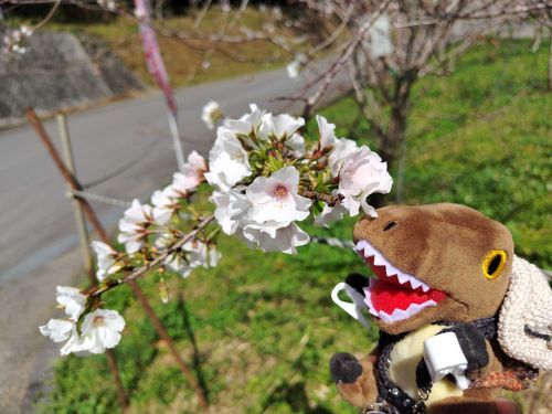 クメノサクラって名前の桜だそうデス🌸