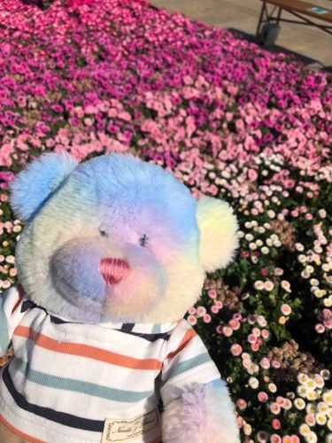 お花きれいだったよ〜！

