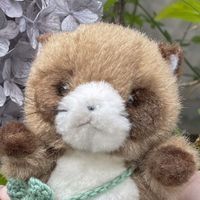 ぽんちゃん
