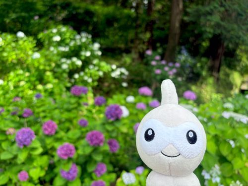 紫陽花を見に来た！
鎌倉