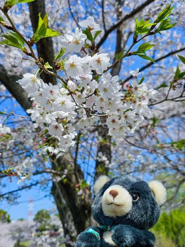 公園で桜を見た時の