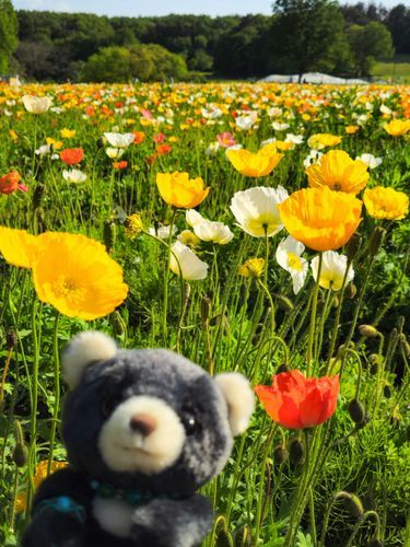 アイスランドポピーは絵本の世界みたいだね