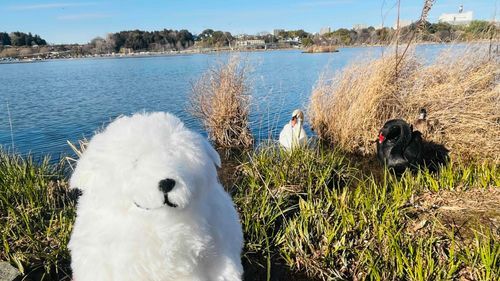 白い大きな鳥さん、黒い大きな鳥さん🦢🦢
お友達になれて、嬉しいわわん🐾