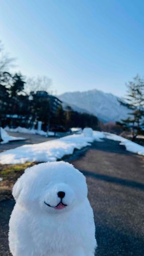 これが雪わわん？！🐾
白いお山とふわふわの雪、ふわふわの僕、わわん🐾
