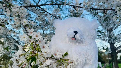 青空と桜さんとぼく、わわん🐾
春のお散歩、大好きわわん🐾

🌸🌸🌸