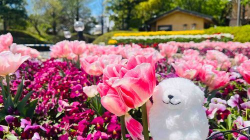 春がきて、嬉しいわわん🐾