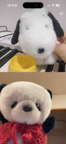 ぽつちゃん🐶と、
びでおつうわ📞したよ❣️