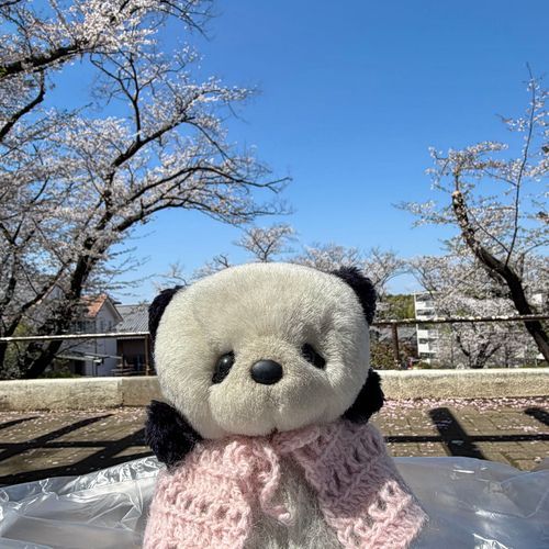 ぱんやんも、やっとおはなみ🌸いったよ❣️
ずっとあめだったから、はんぶんくらいちってた❣️