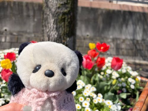 ちゅーりっぷ🌷もさいてた❣️