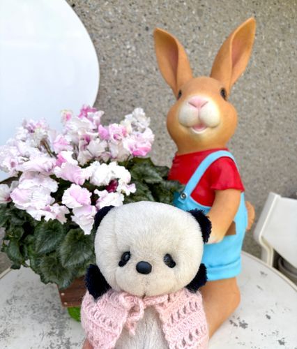 うさぎさん🐰いたよ❣️🌼