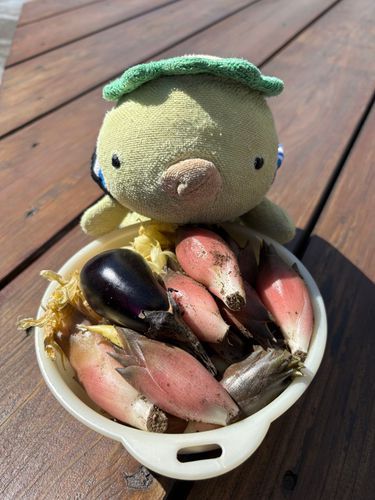 いい天気☀️
今日の収穫〜✨