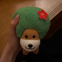 ハイビスカス犬