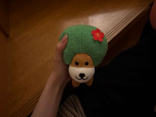 さて、ハイビスカス犬よろしくね