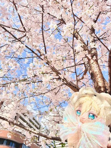 まんかいのさくら！